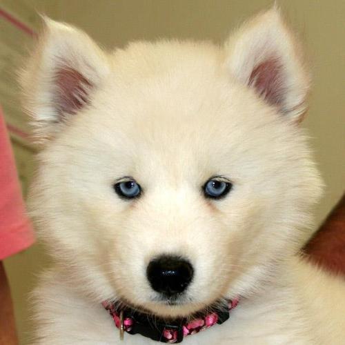 White Siberian Husky Puppies With Blue Eyes For Sale