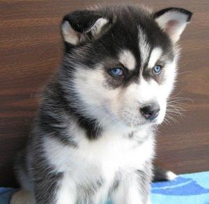 White Siberian Husky Puppies With Blue Eyes For Sale